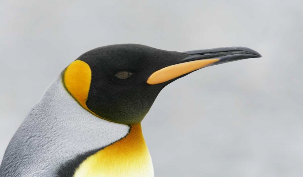 South Georgia Island King penguin head